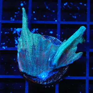 TSA Blue Coast Pectinia Coral