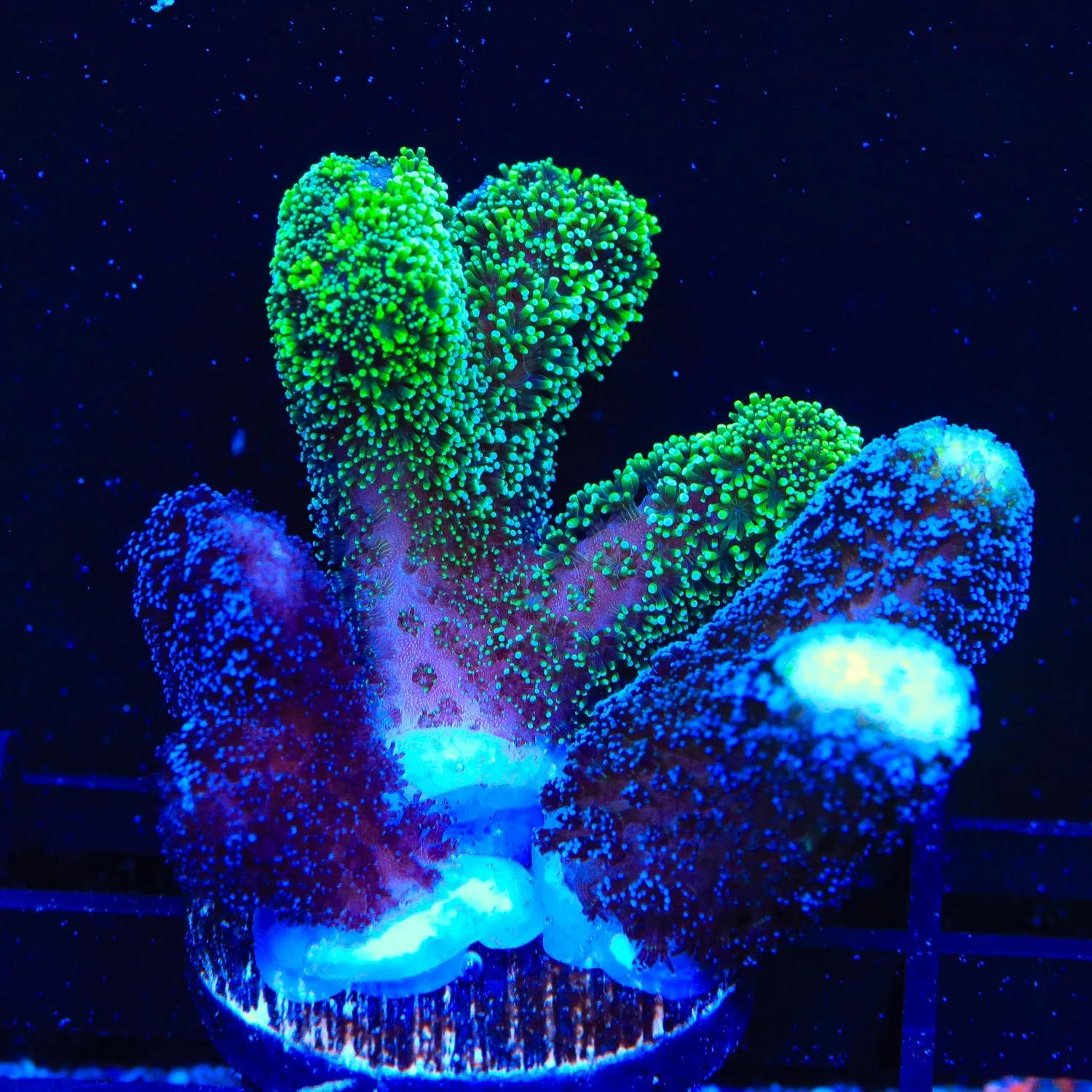 TSA Triple Threat Stylophora Coral